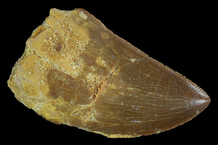 Bargain, Juvenile Carcharodontosaurus Tooth #93109